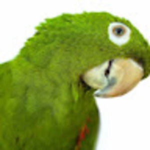 Meet your Posher, Abigail